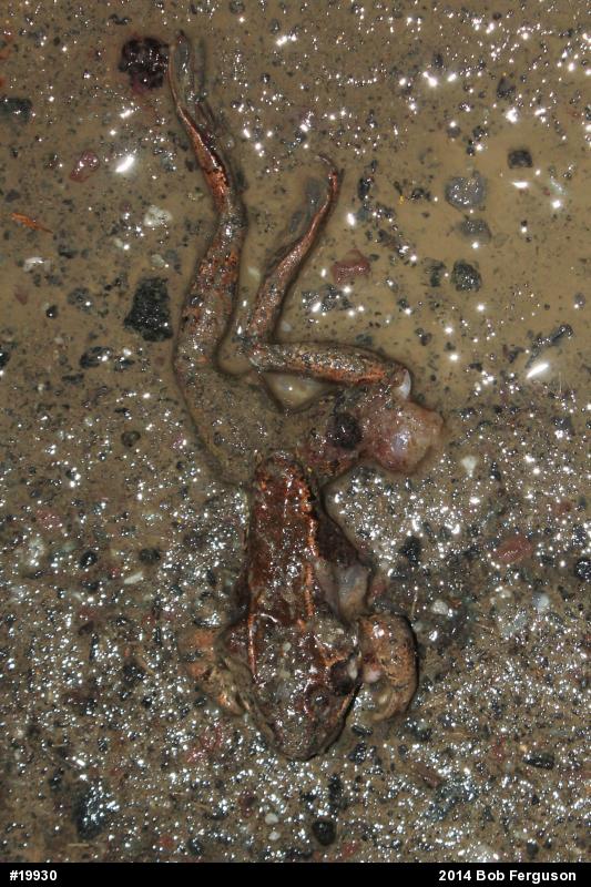 Wood Frog