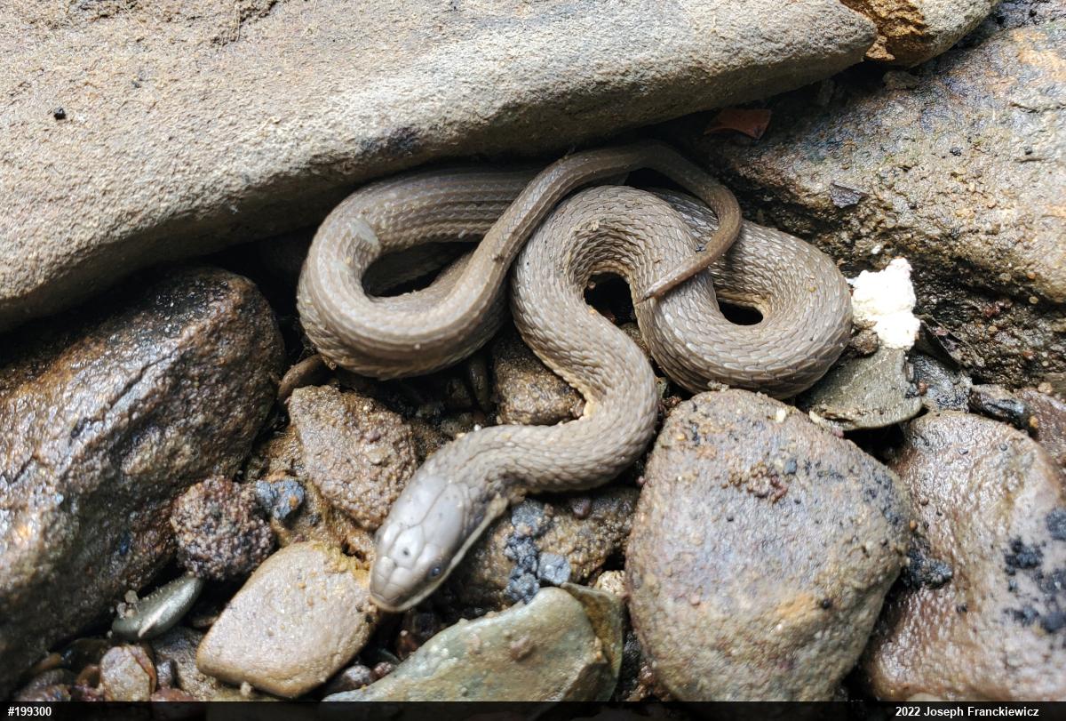 Queensnake