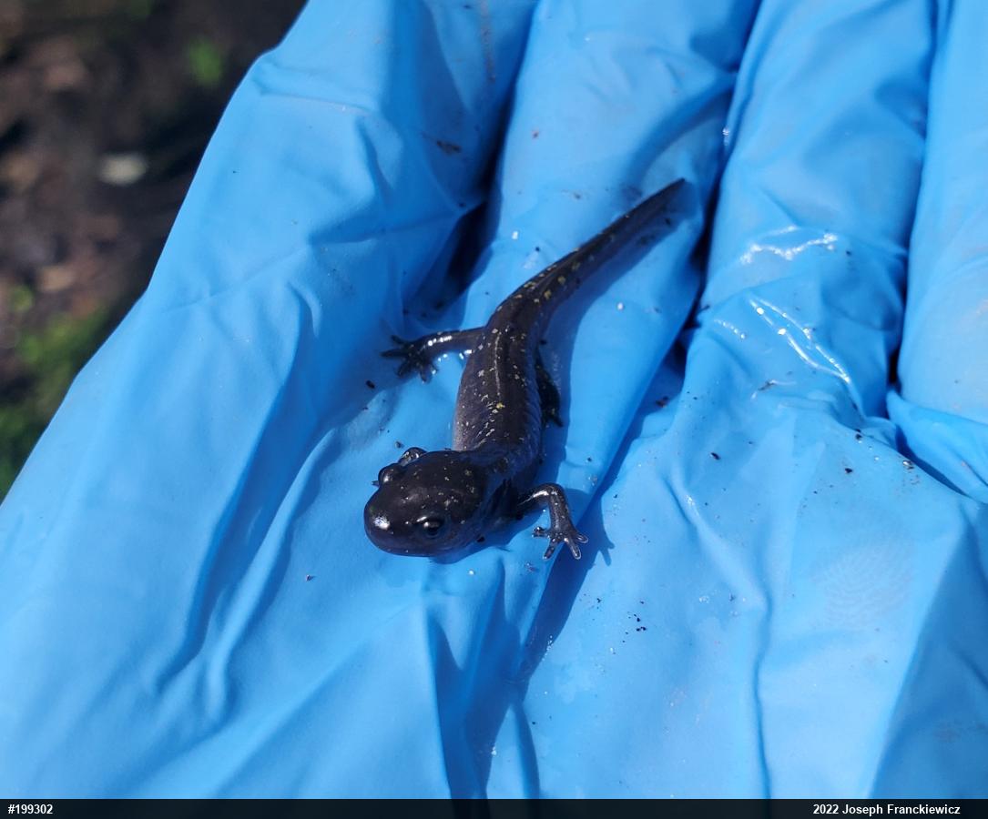 Spotted Salamander