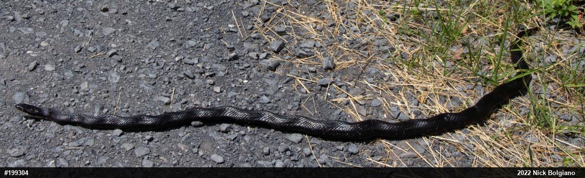 Eastern Ratsnake
