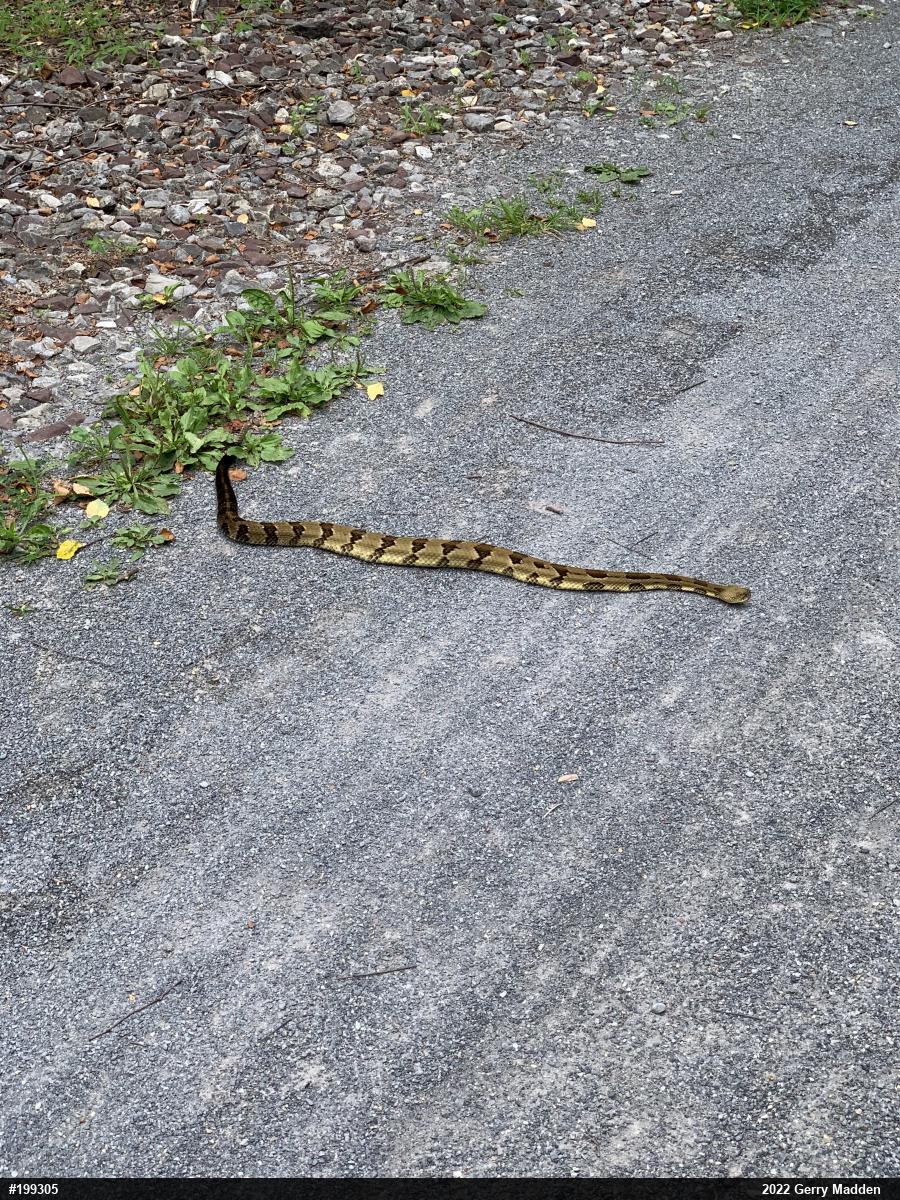 Timber Rattlesnake