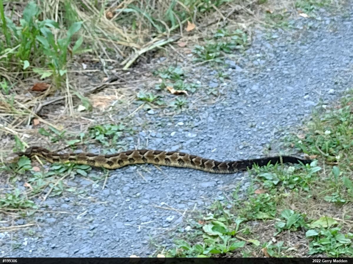 Timber Rattlesnake