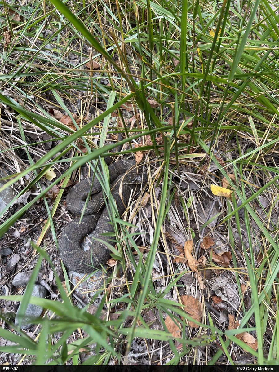 Northern Watersnake