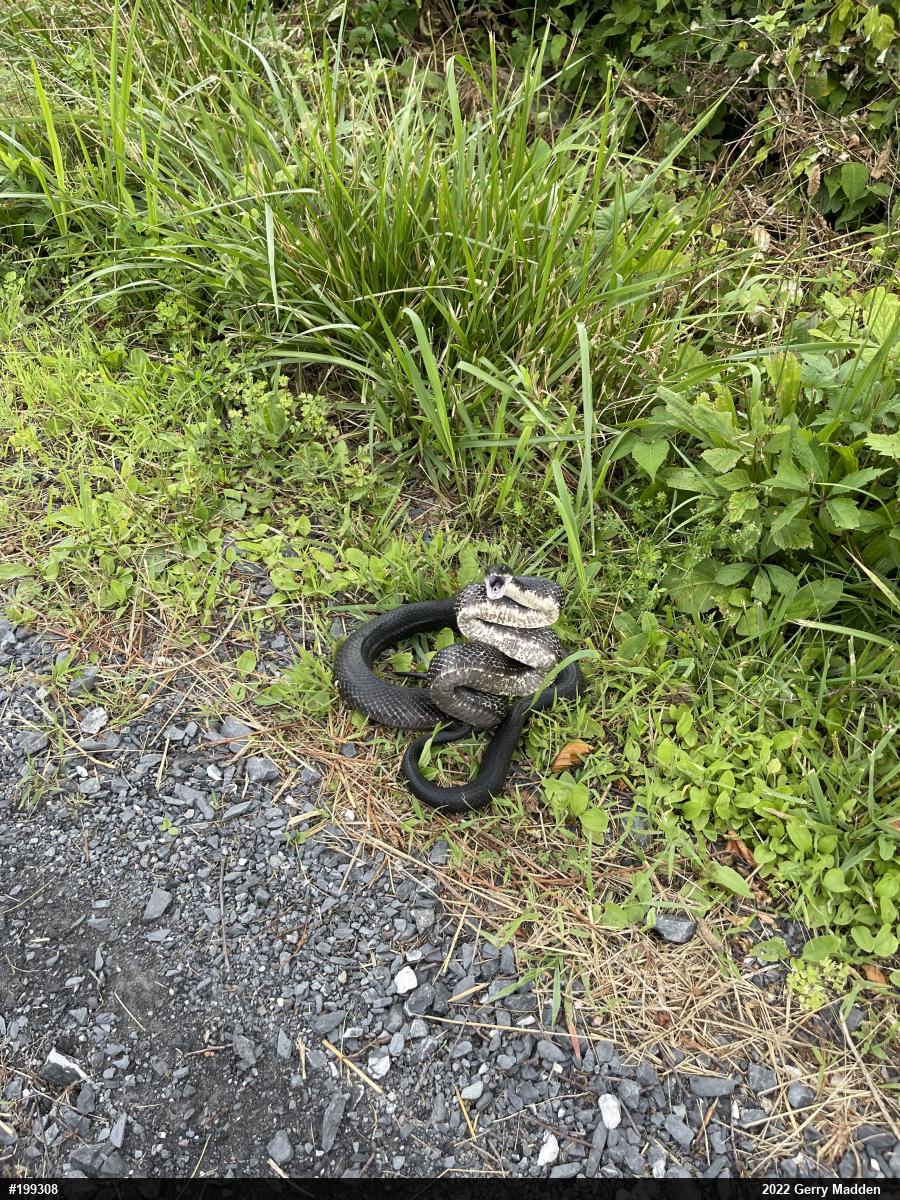 Eastern Ratsnake