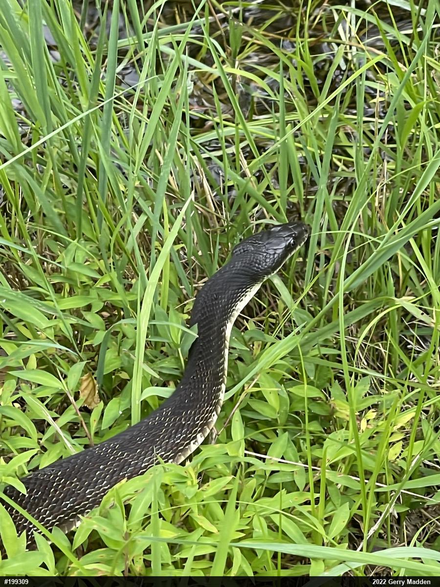 Eastern Ratsnake