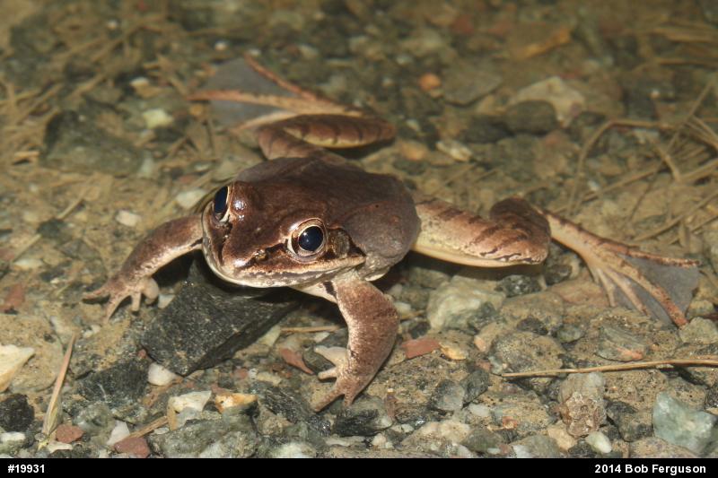 Wood Frog