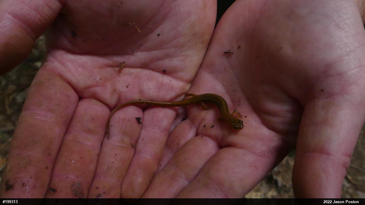 Northern Two-lined Salamander