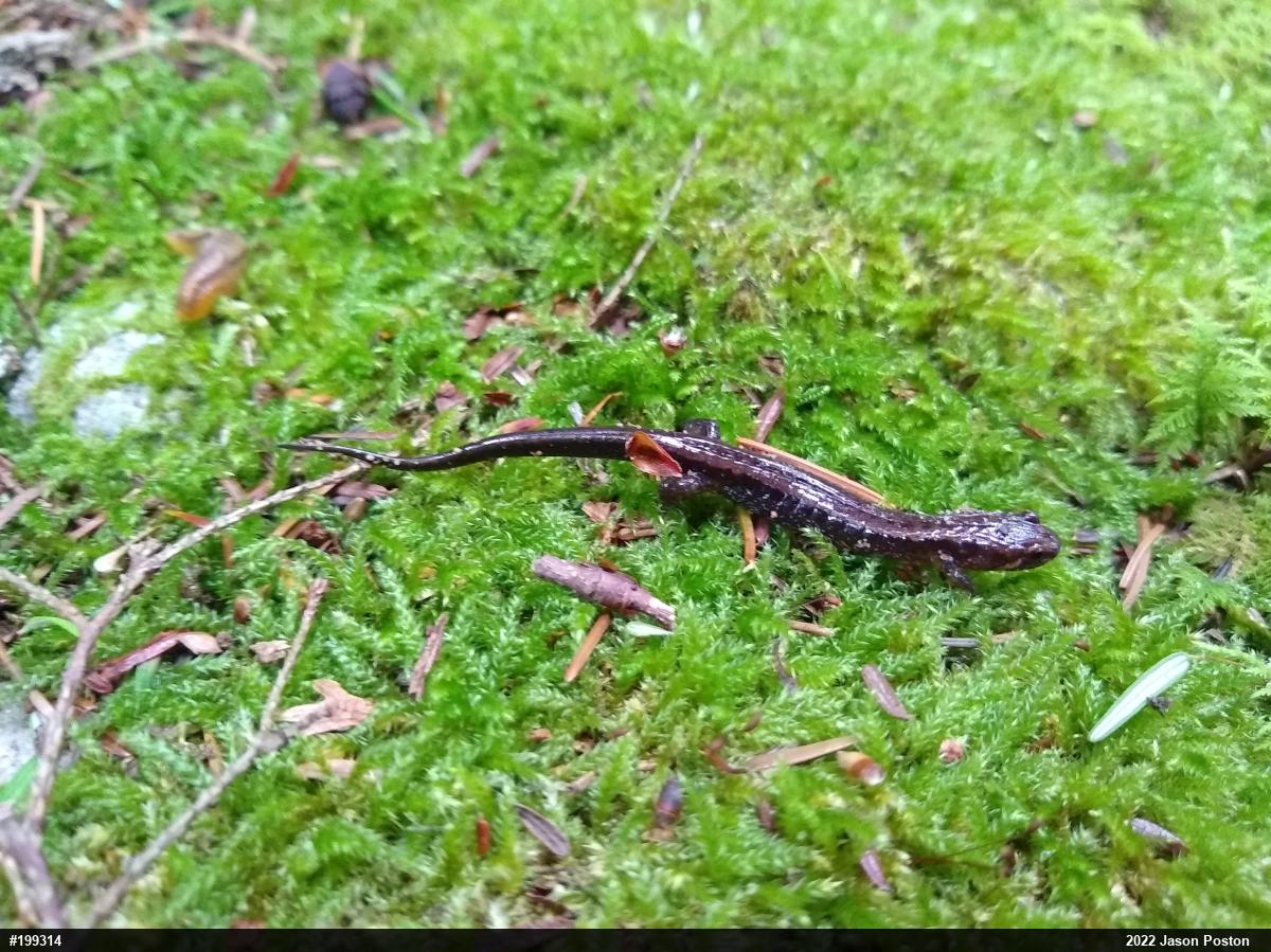 Allegheny Mountain Dusky Salamander
