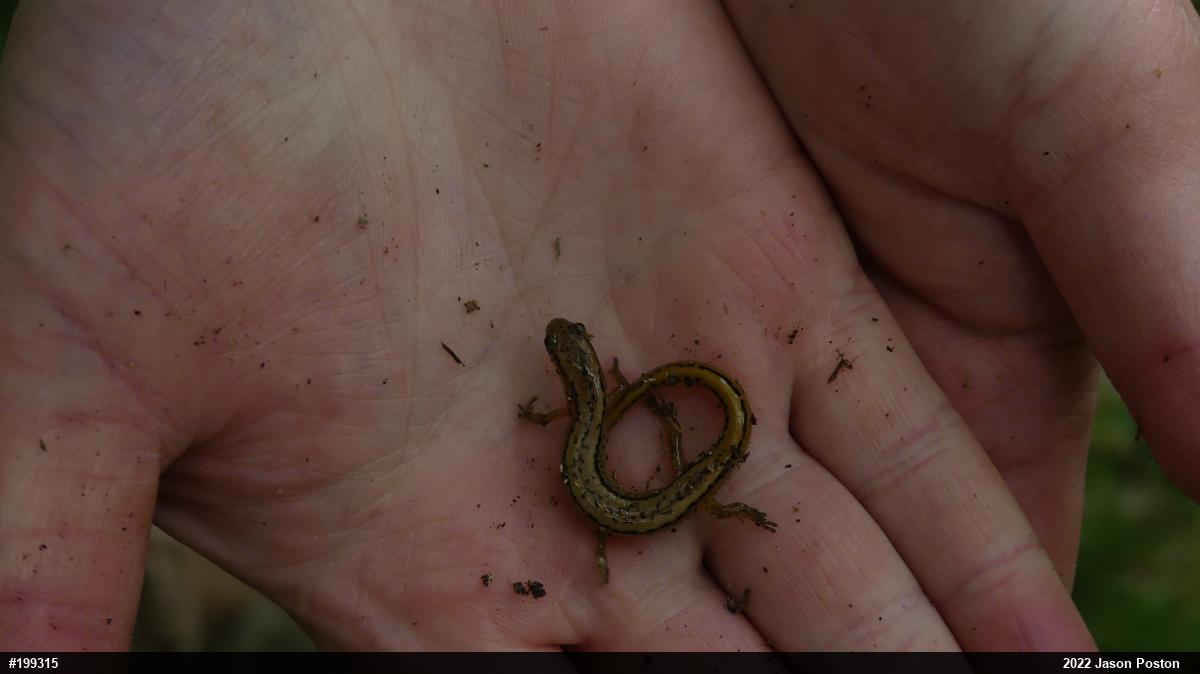 Northern Two-lined Salamander