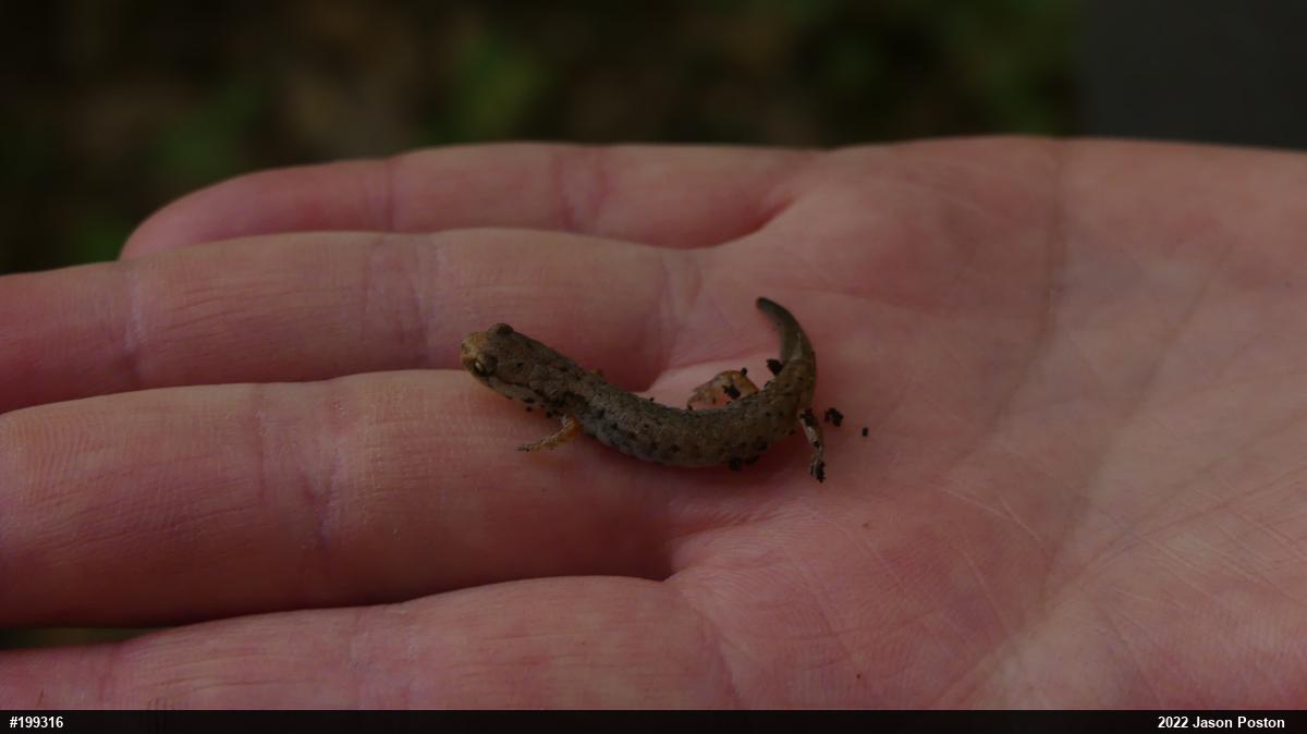 Four-toed Salamander
