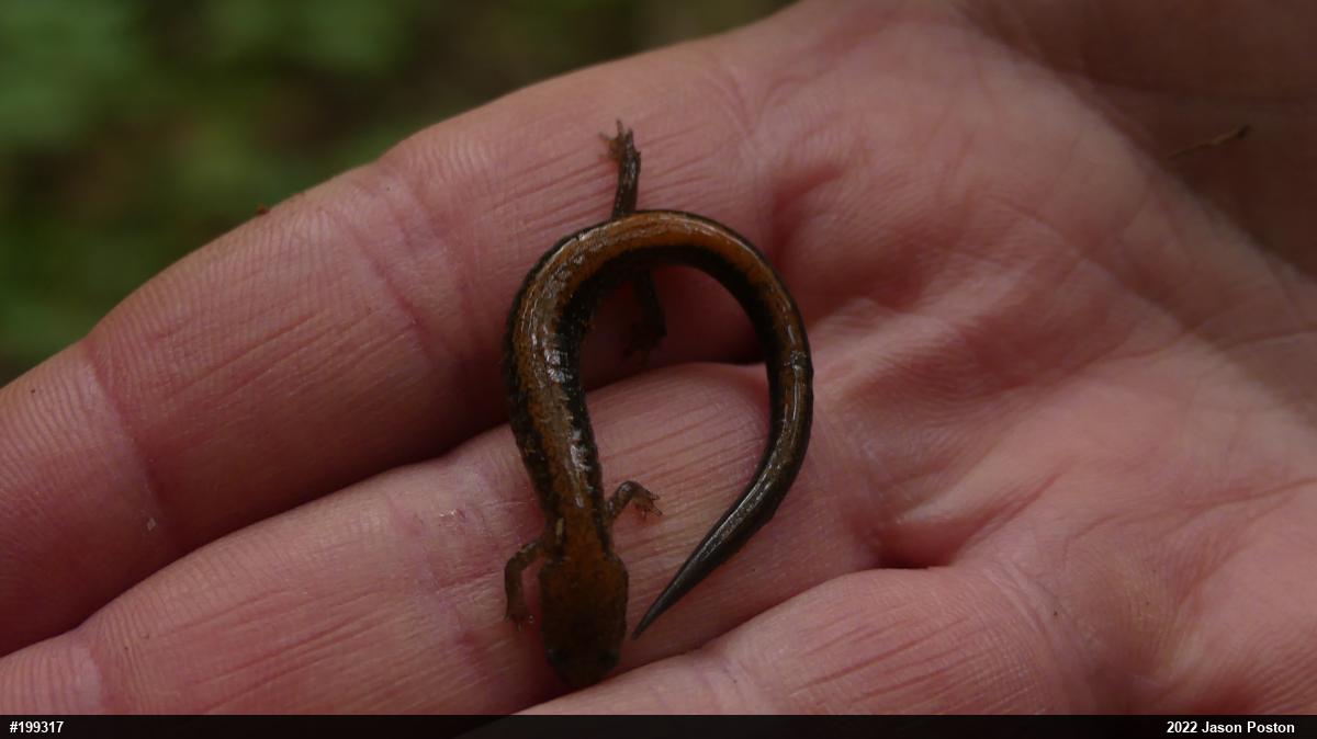 Eastern Red-backed  Salamander