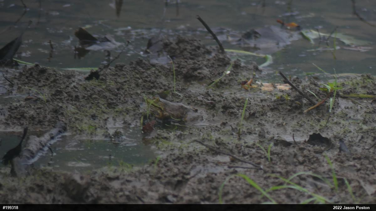American Bullfrog
