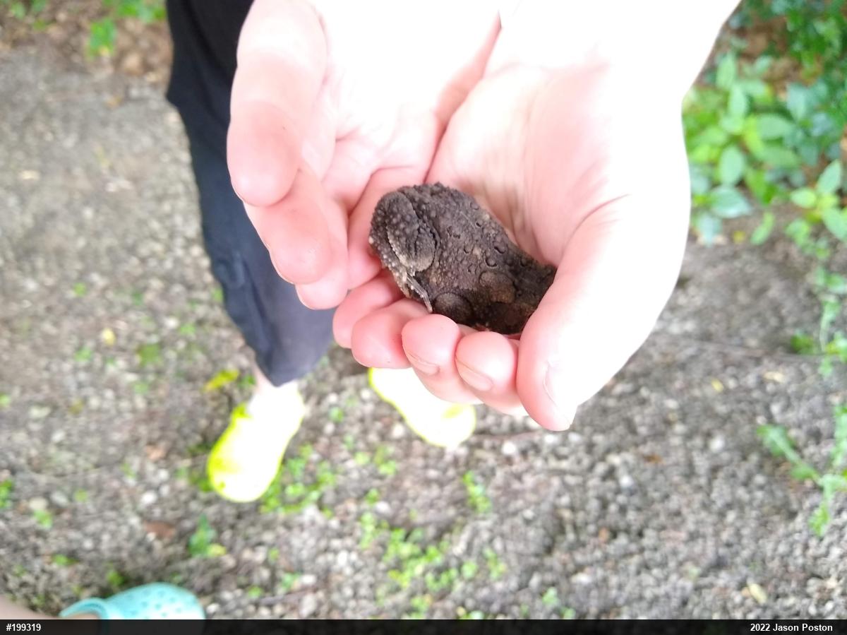 Eastern American Toad