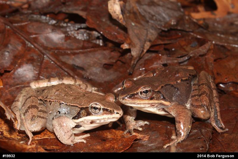 Wood Frog