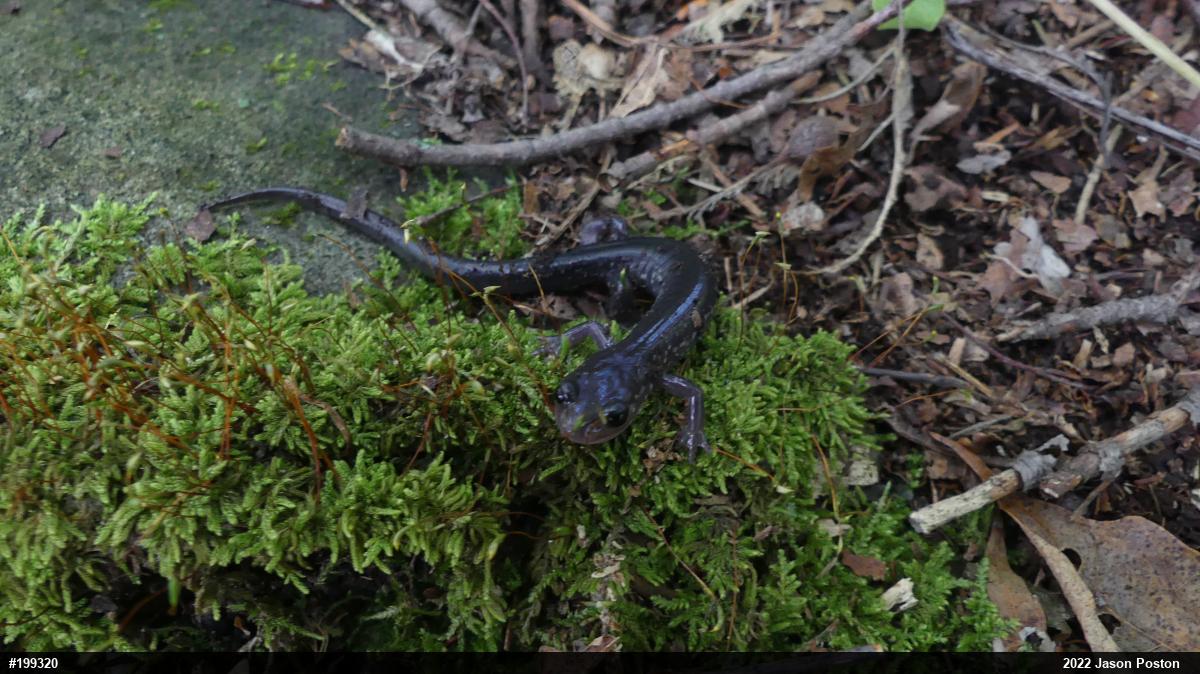 Wehrle's Salamander