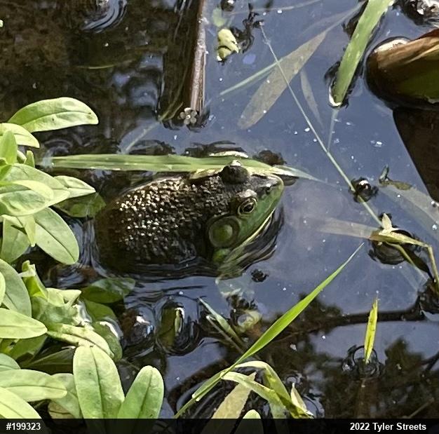 American Bullfrog