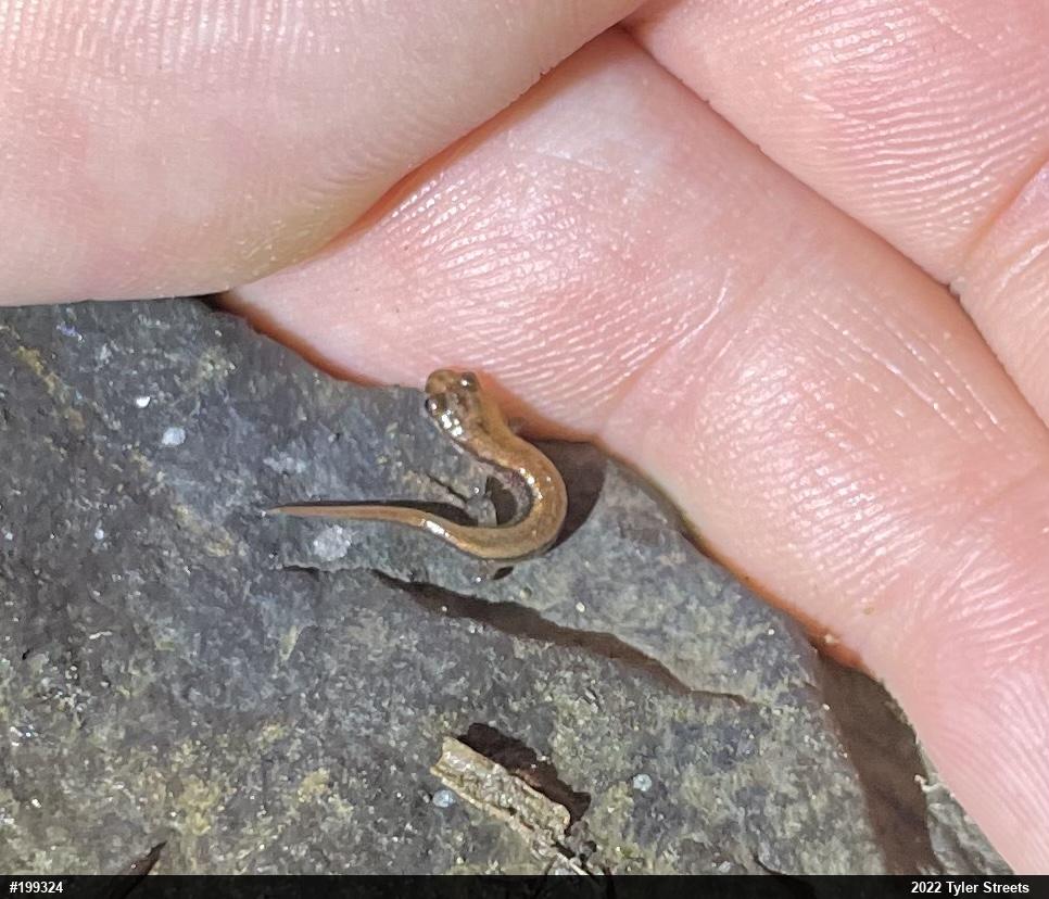 Allegheny Mountain Dusky Salamander
