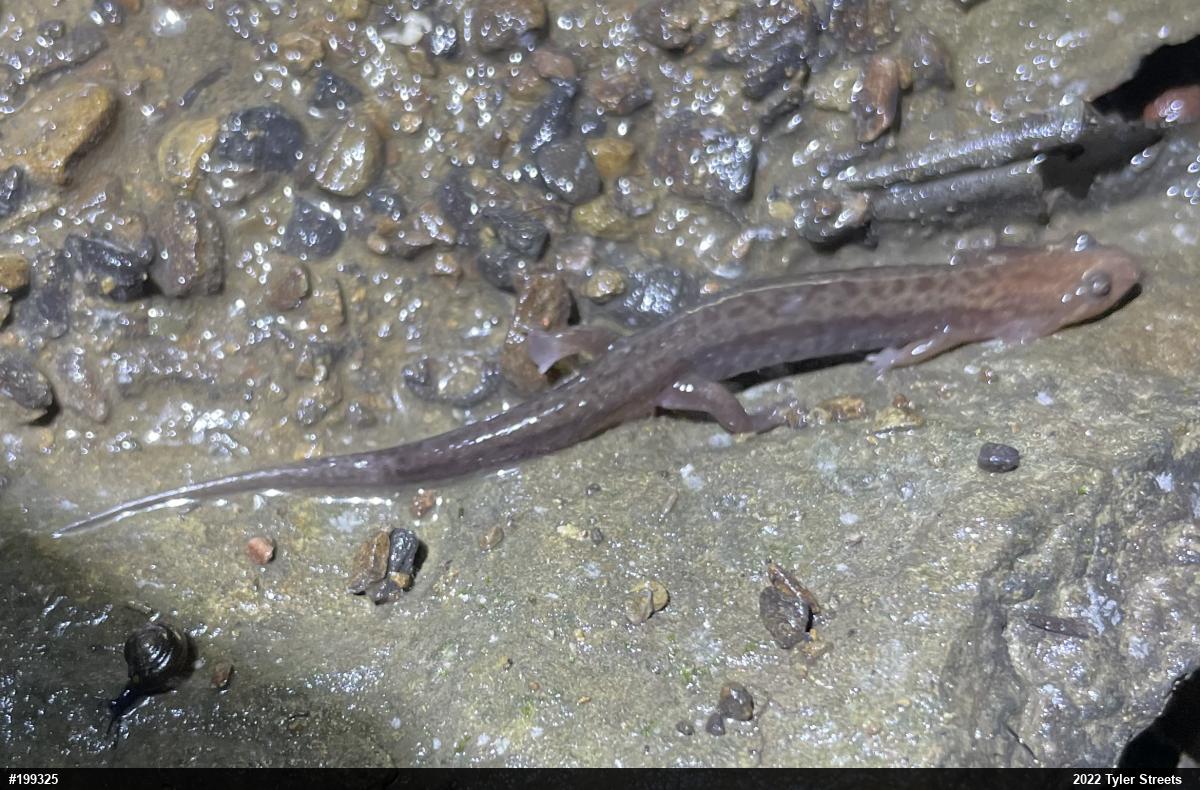 Allegheny Mountain Dusky Salamander