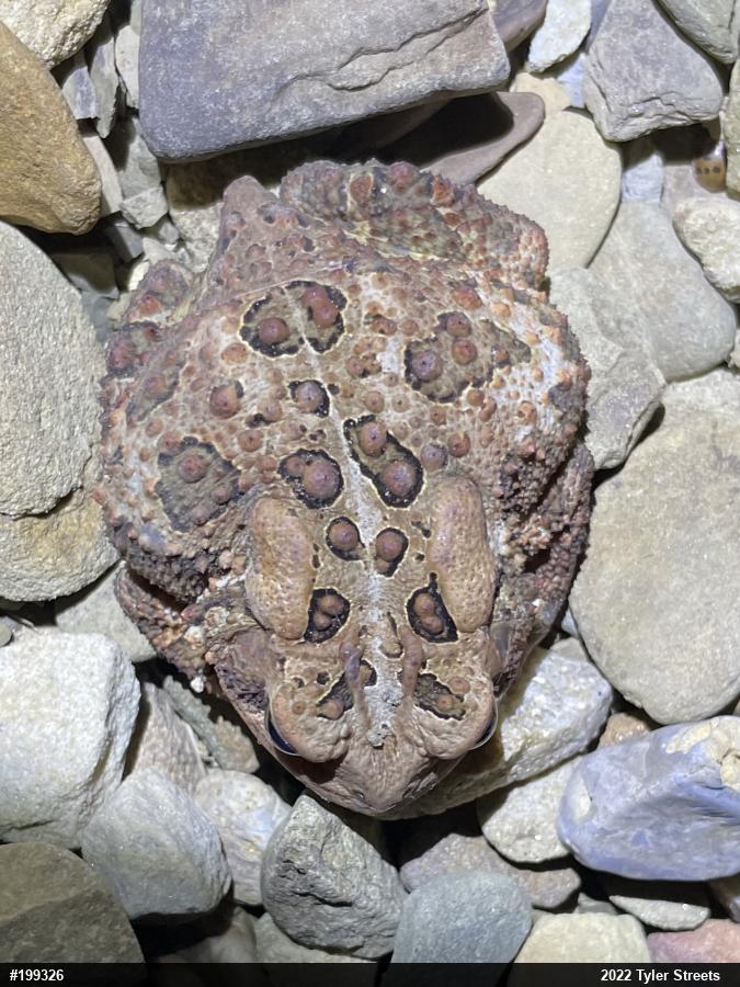 Eastern American Toad