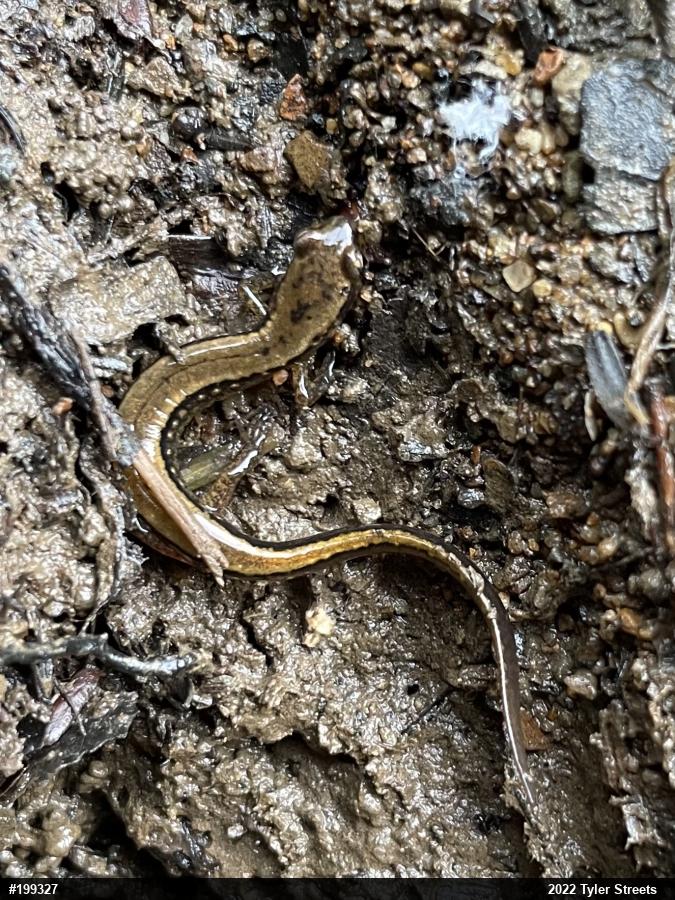 Northern Two-lined Salamander