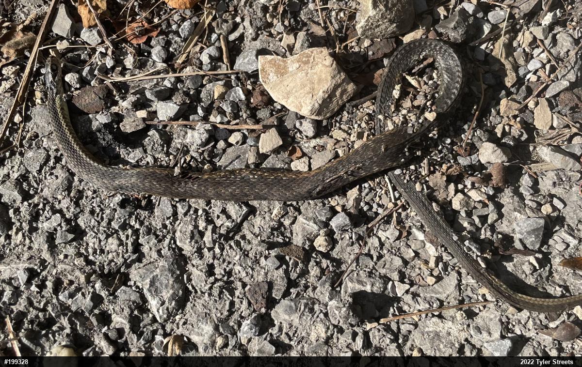 Eastern Gartersnake