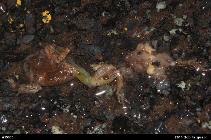 Spring Peeper