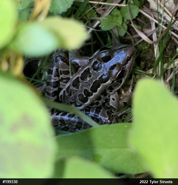 Pickerel Frog
