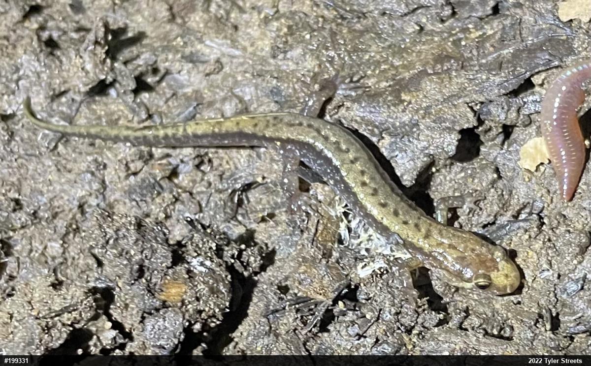 Allegheny Mountain Dusky Salamander