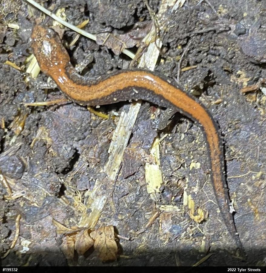 Eastern Red-backed  Salamander