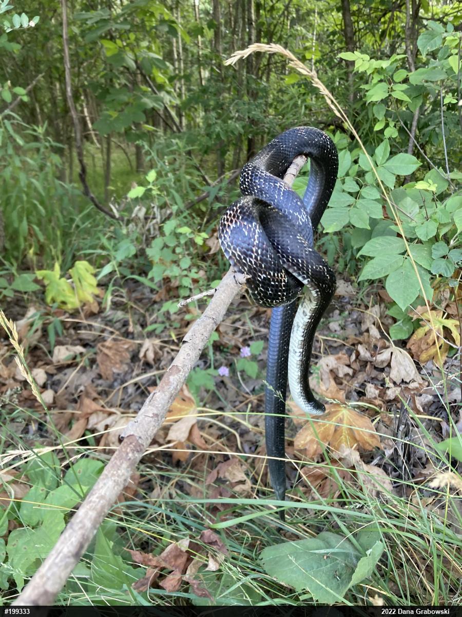 Eastern Ratsnake