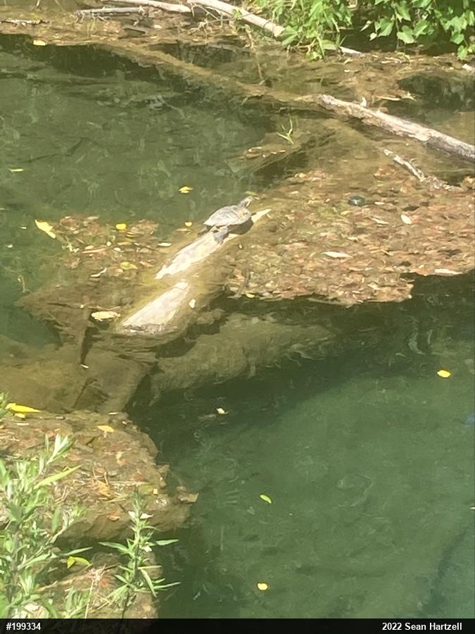 Pond Slider