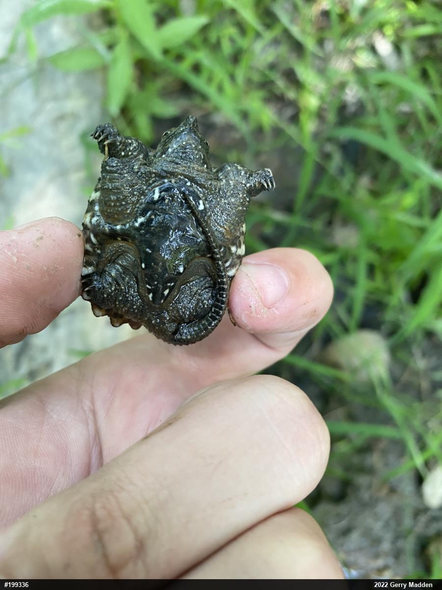 Snapping Turtle