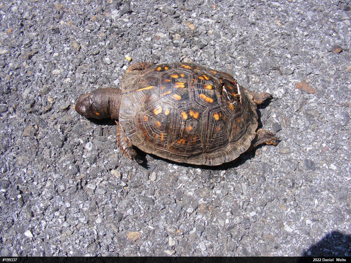 Eastern Box Turtle
