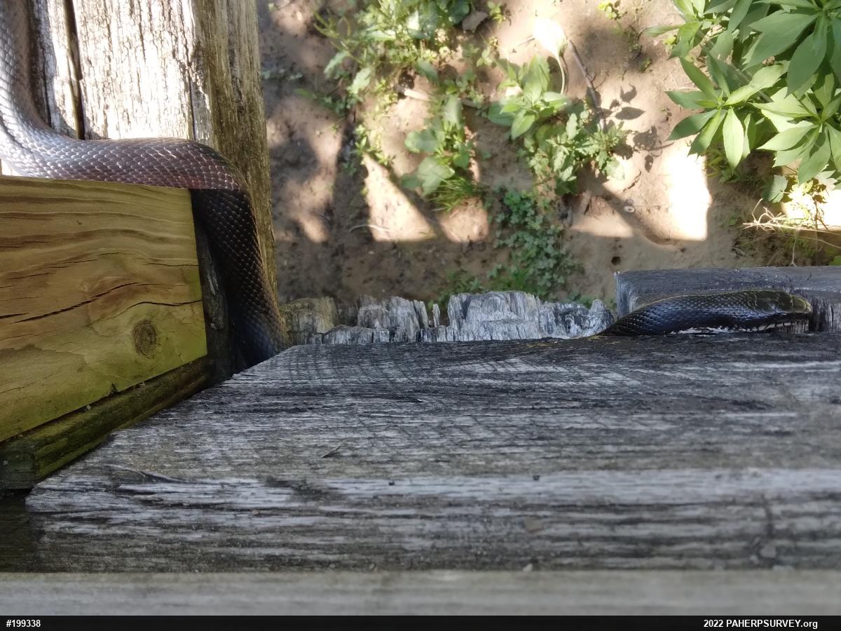 Eastern Ratsnake