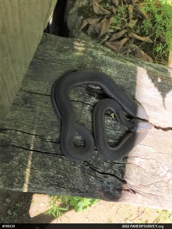 Eastern Gartersnake
