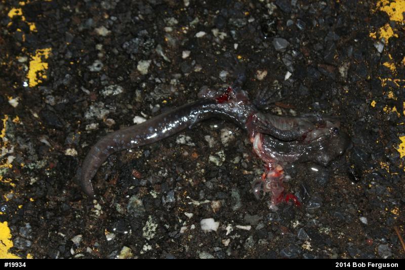 Jefferson Salamander