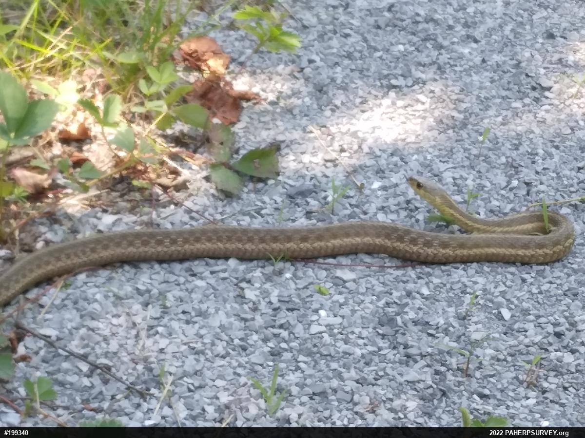Eastern Gartersnake