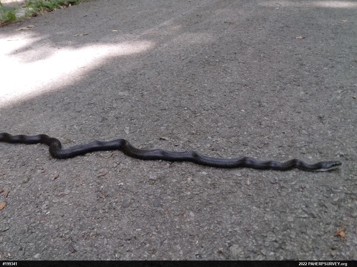 Eastern Ratsnake