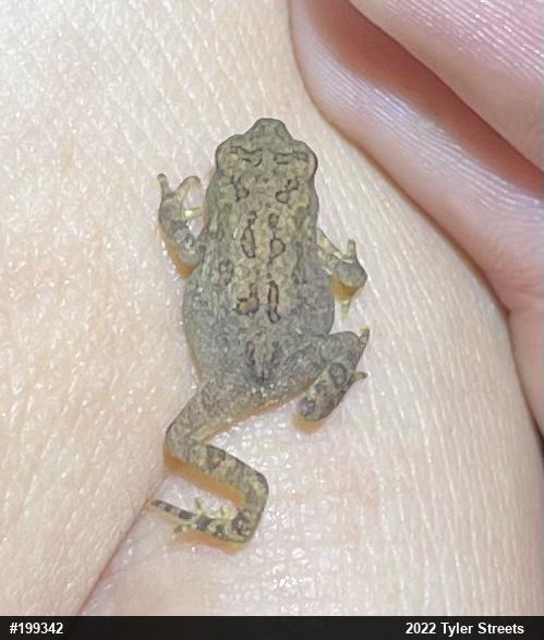 Eastern American Toad