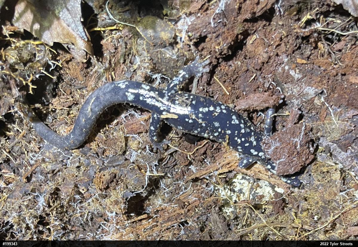 Northern Slimy Salamander