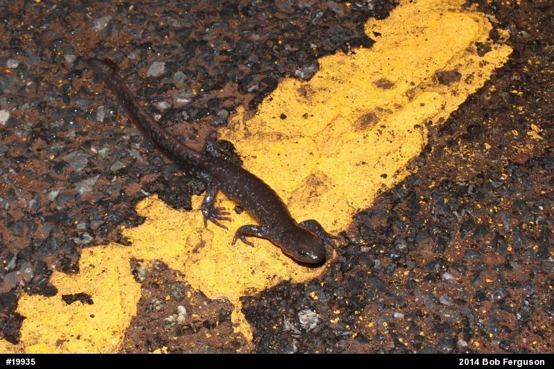 Jefferson Salamander