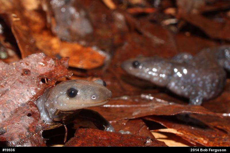 Jefferson Salamander