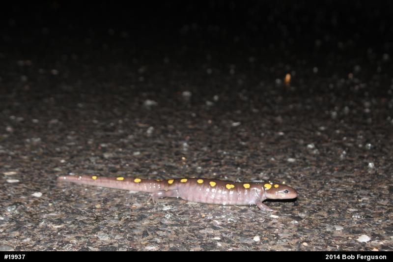 Spotted Salamander