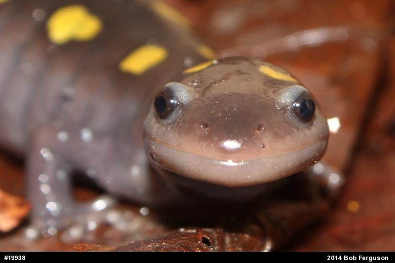 Spotted Salamander