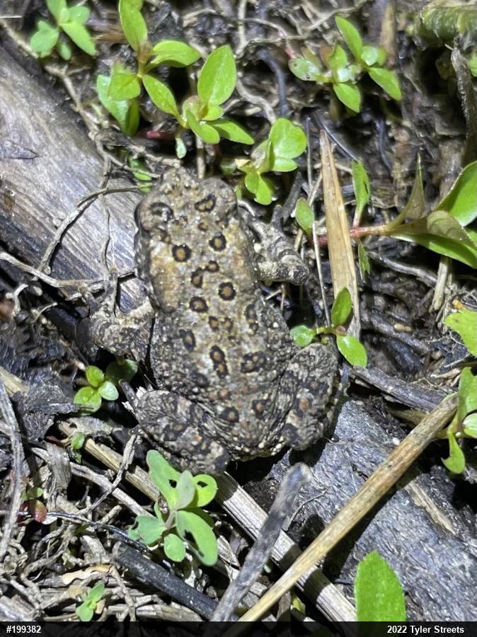 Eastern American Toad
