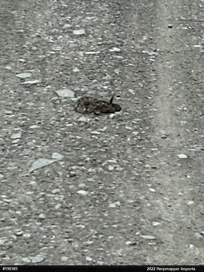 Timber Rattlesnake