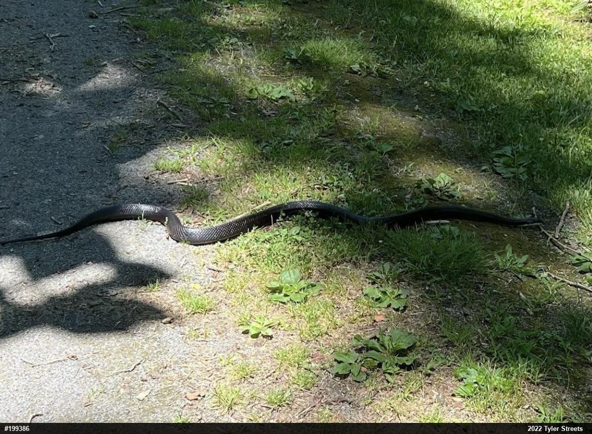 Eastern Ratsnake