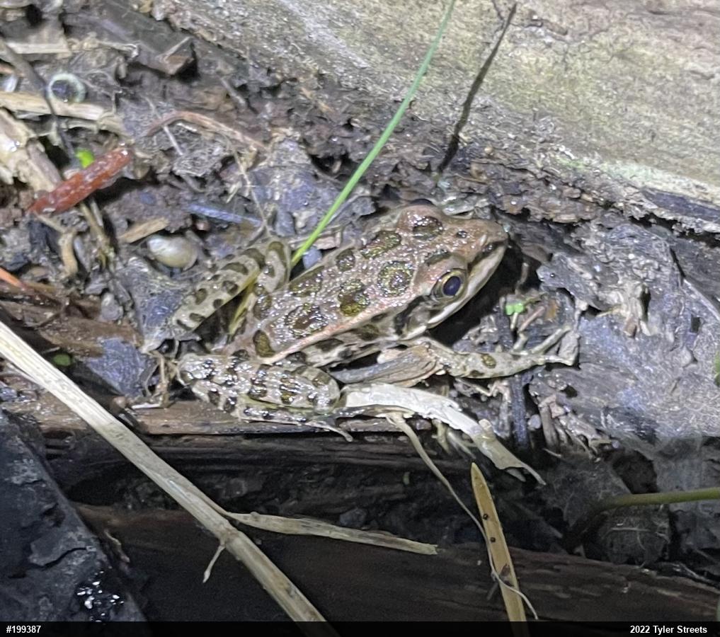 Pickerel Frog