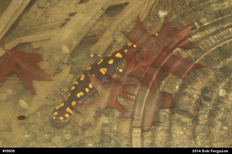 Spotted Salamander