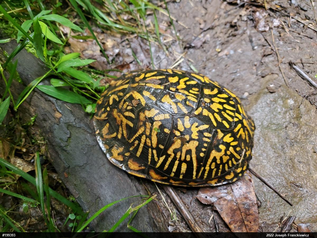 Eastern Box Turtle